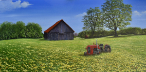 This is a bright, sunny landscape painting of a vintage red Massey-Ferguson tractor parked in a wide field of bright yellow dandelions and green grass. To the left is a dark, rustic barn with a red roof, and two large trees stand under a clear blue sky.